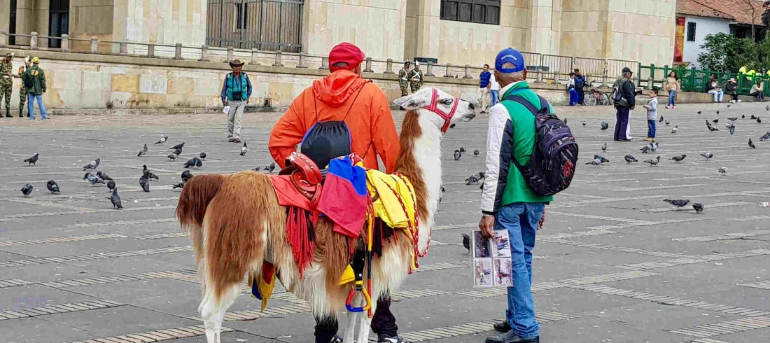 LLama, Plaza de Bolivar, Bogotá