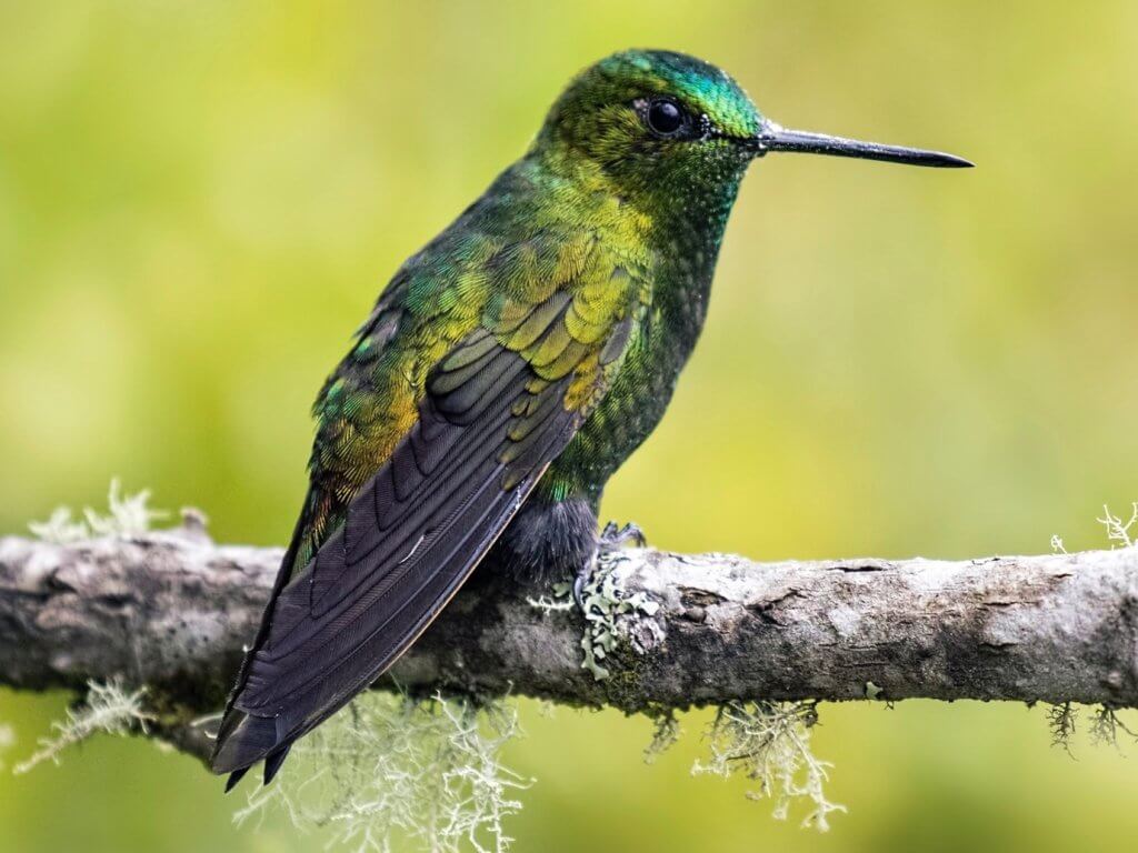 Black-thighed Puffleg/Eriocnemis derbyi