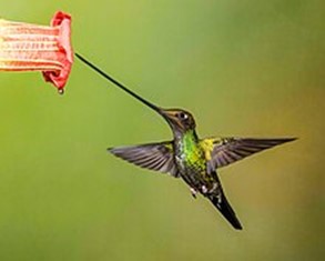 Sword-billed hummingbird/Ensifera ensifera