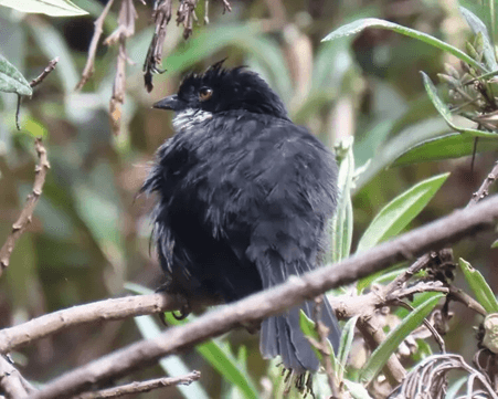 Black-backed bush tanager/Urothraupis stolzmanni