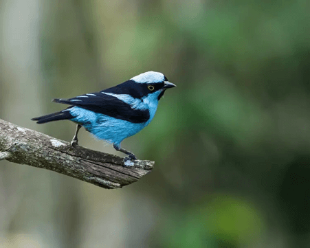 Turquoise Dacnis/Dacnis hartlaubi