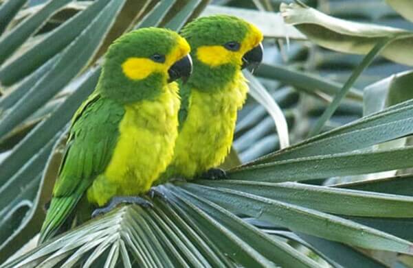 Yellow-eared Parrot/Ognorhynchus icterotis