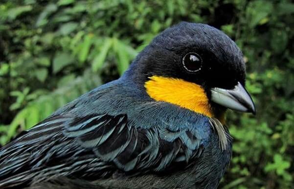 Iridosornis porphyrocephala/Tanager Iridosornis 