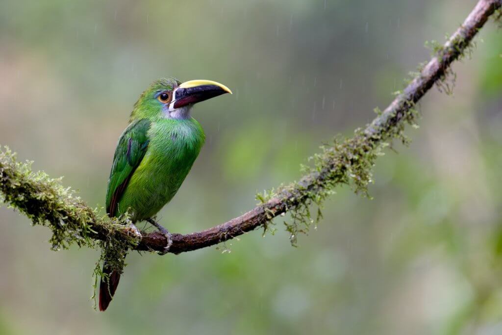 Southern Emerald Toucanet