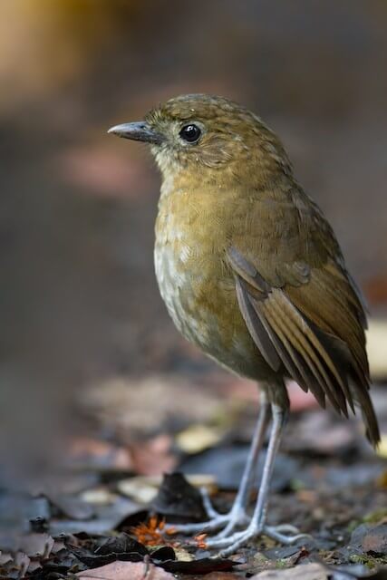 Brown Banded Antpitta/Grallaria milleri