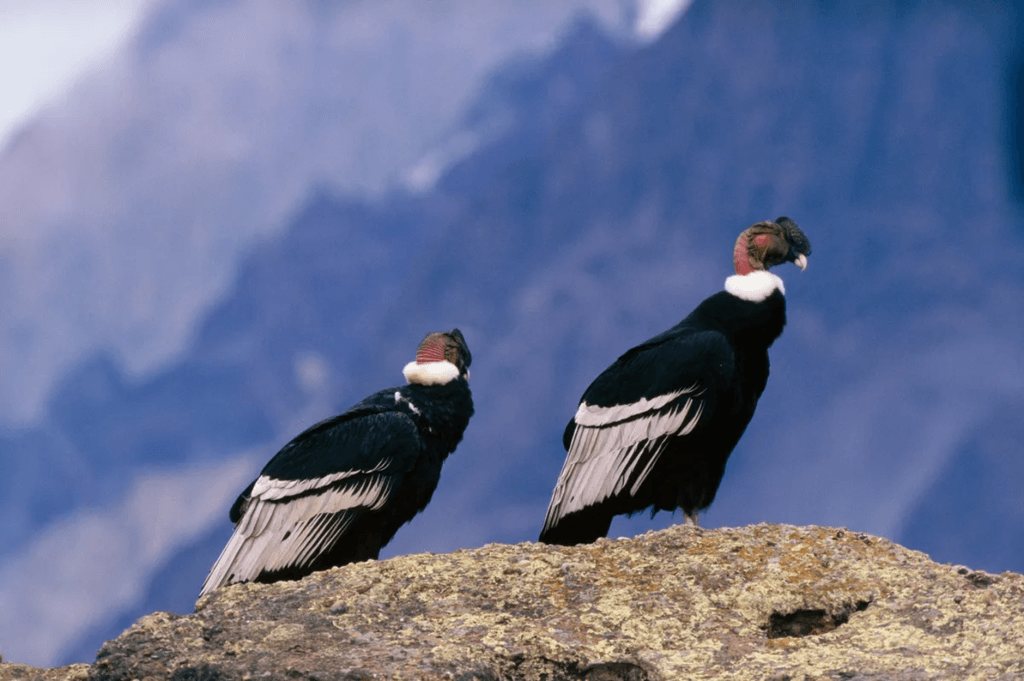 Andean Condor