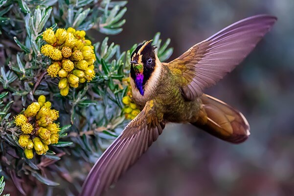 Buffy Helmetcrest/Oxypogon stuebelii
