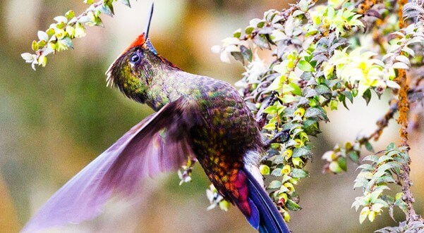 Rainbow-bearded Thornbill/Chalcostigma herrani